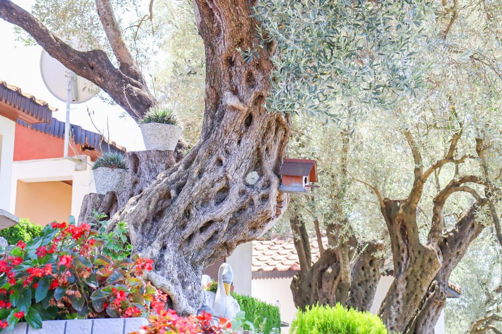 Hilja'S Oliven Garden Bungalows Ulcinj Zewnętrze zdjęcie