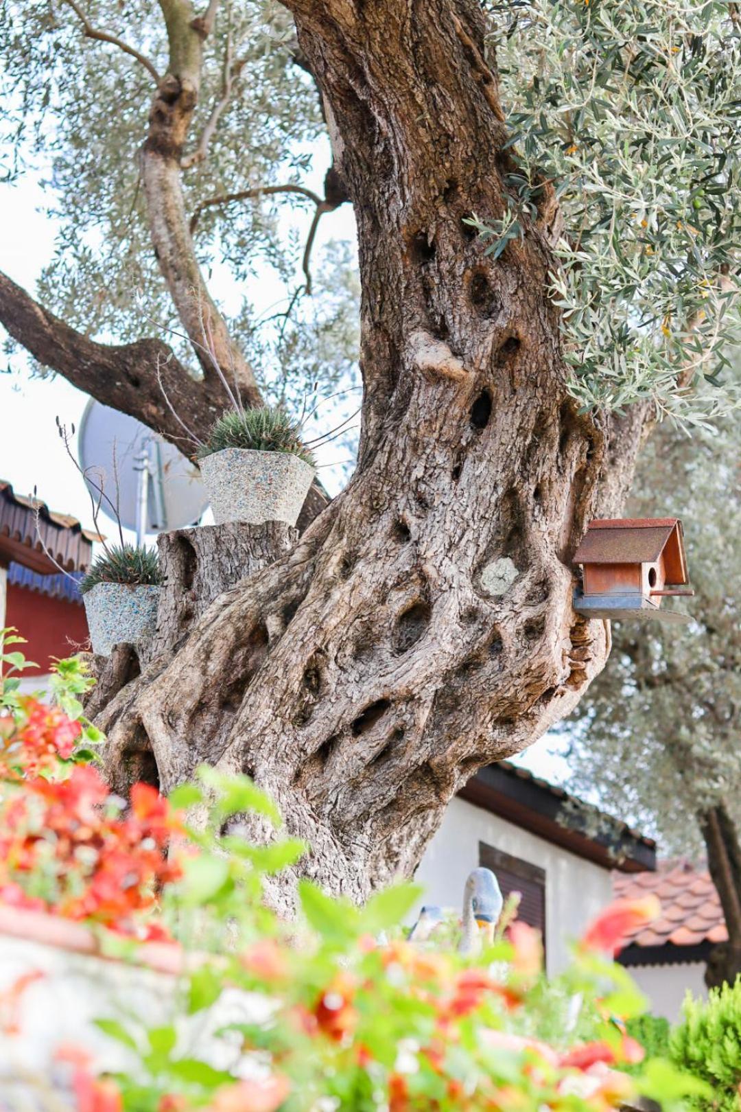 Hilja'S Oliven Garden Bungalows Ulcinj Zewnętrze zdjęcie