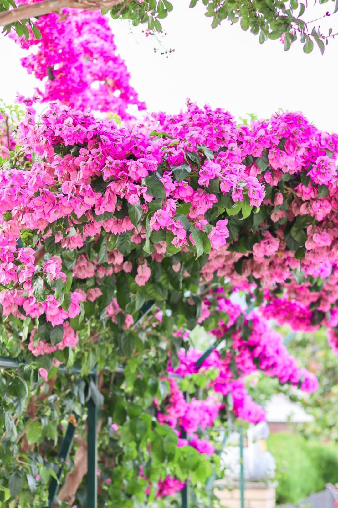 Hilja'S Oliven Garden Bungalows Ulcinj Zewnętrze zdjęcie