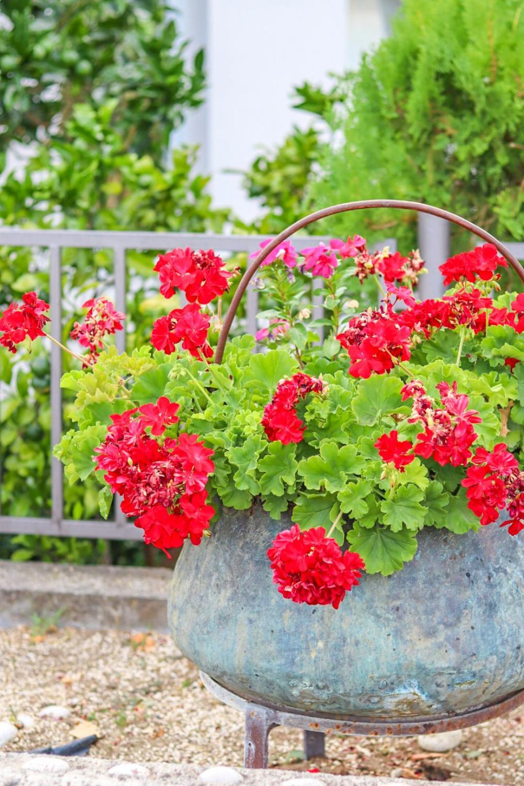 Hilja'S Oliven Garden Bungalows Ulcinj Zewnętrze zdjęcie