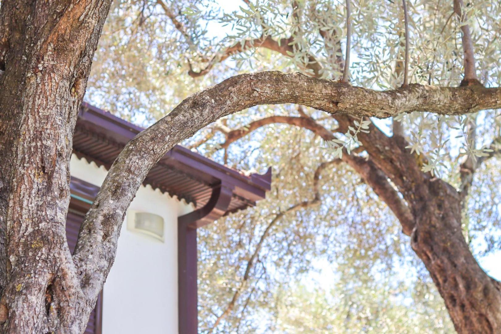 Hilja'S Oliven Garden Bungalows Ulcinj Zewnętrze zdjęcie