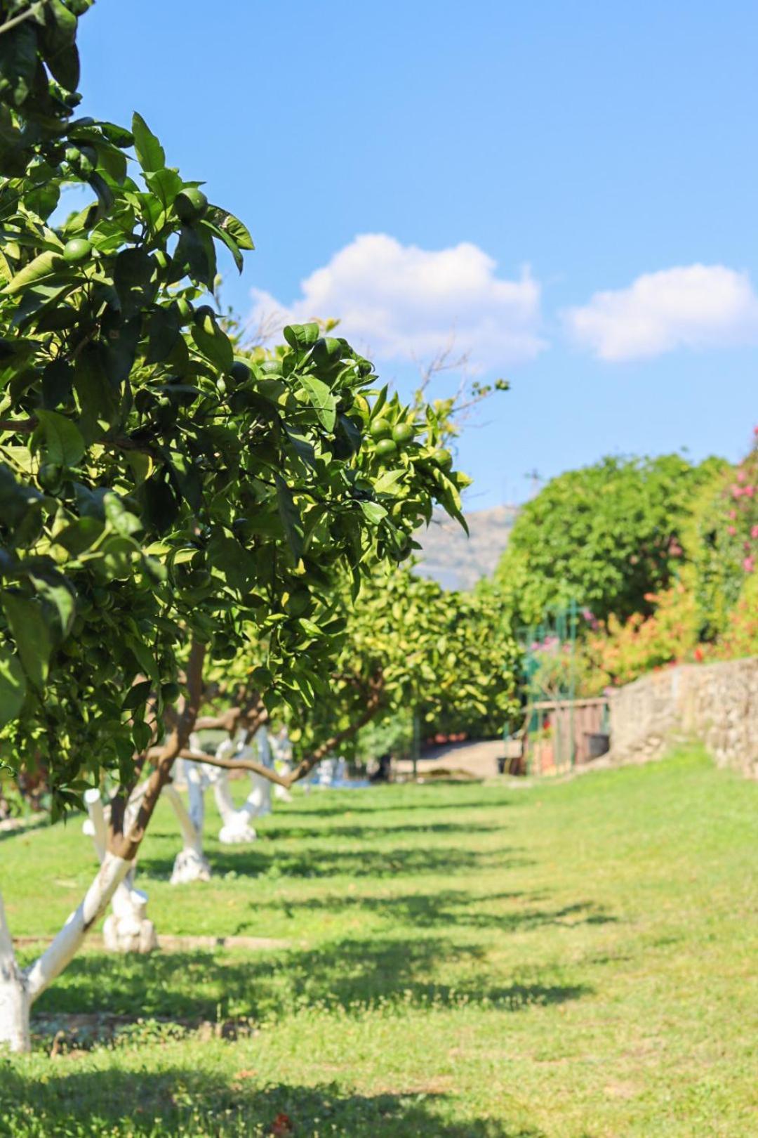 Hilja'S Oliven Garden Bungalows Ulcinj Zewnętrze zdjęcie