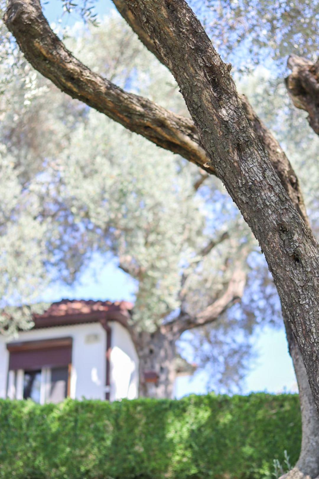 Hilja'S Oliven Garden Bungalows Ulcinj Zewnętrze zdjęcie
