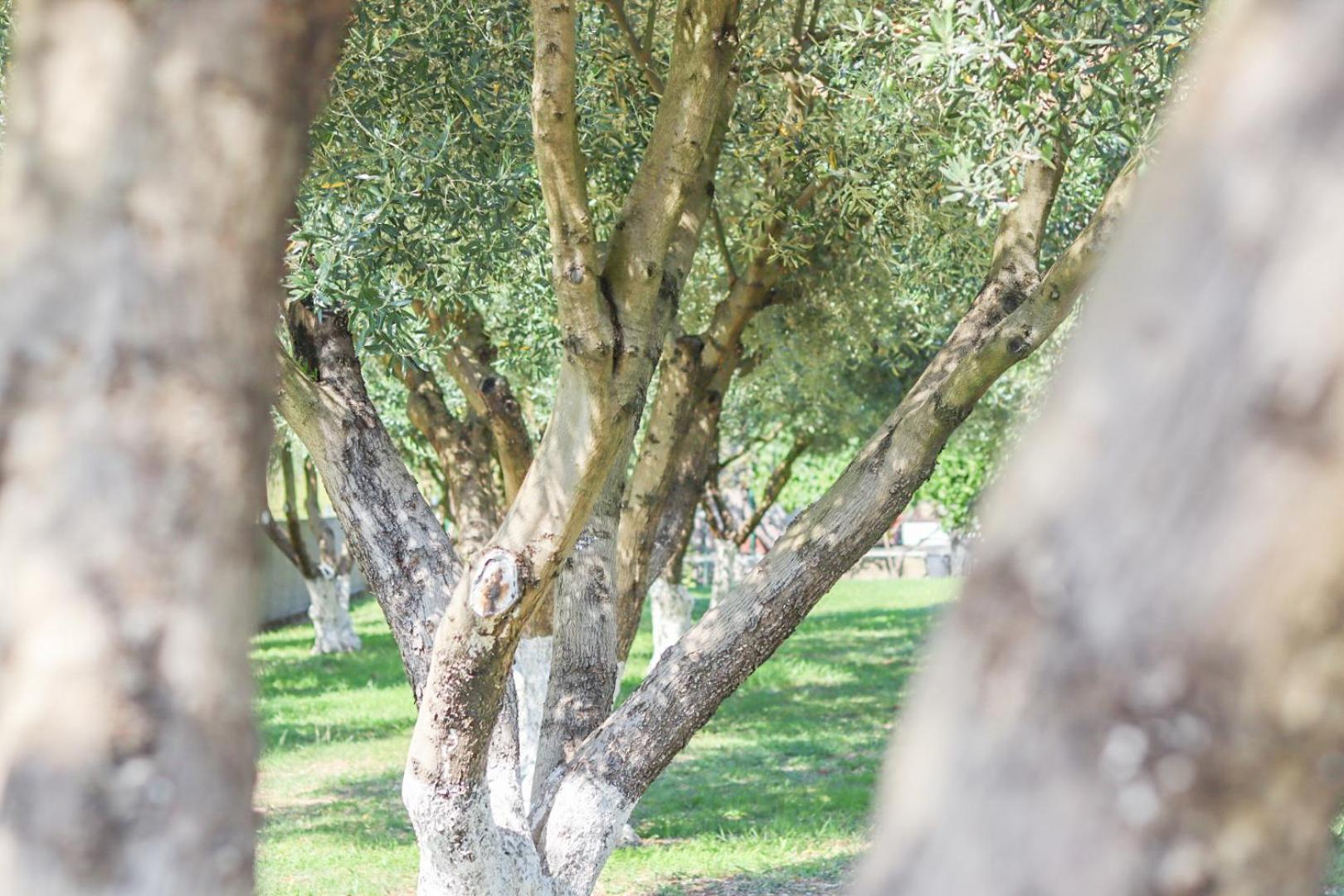 Hilja'S Oliven Garden Bungalows Ulcinj Zewnętrze zdjęcie
